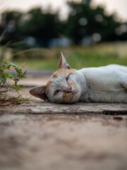 Stray cat chilling