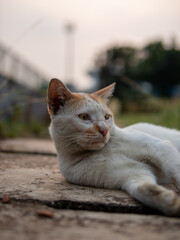 portrait of a stray cat