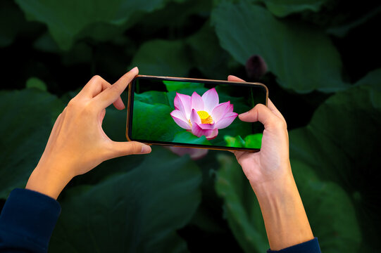 Girl Hands holding mobile phone and take a photo colorful lotus flowers on blurred background with sunlight.Dark tone background concept.