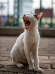 Stray cat yawning
