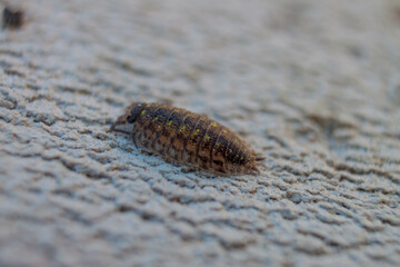 macro
