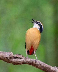 Indian Pitta Calling. Clicked at Vansda National Park, Gujarat. India. 