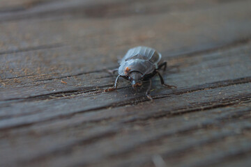 macro