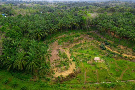 morning panorama of indonesian nature, oil palm plantations in indonesia