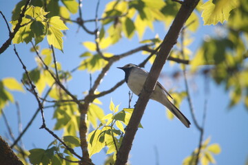 birds