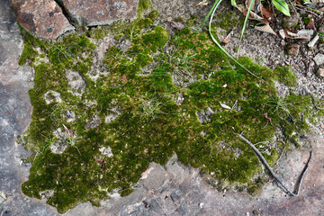 green moss on the stone