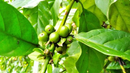 coffee beans - Coffee trees - coffee plants.