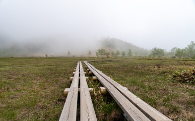 Fototapeta na wymiar 湿原の朝霧
