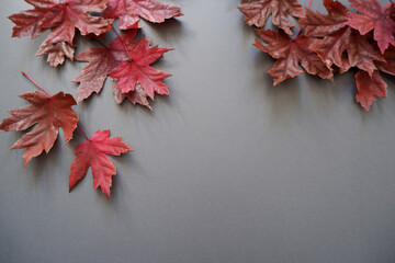 Colorful maple leaves composition on gray background. Autumn concept background decoration with red...