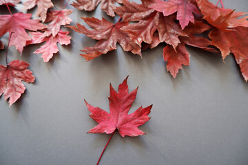 Naklejka na ściany i meble Colorful maple leaves composition on gray background. Autumn concept background decoration with red maple leaves.