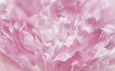 Pink peony flower petals. Soft focus. Abstract floral background for holiday brand design