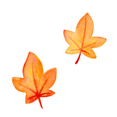 紅葉した葉っぱの水彩イラスト　セット　白背景　ベクター　水彩画　手書き　クリップアート