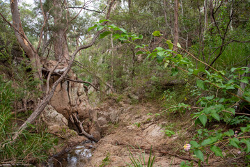 Natural Australian bush landscape in Queensland, Australia. Taken at Crows Nest Falls.