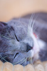 Close-up portrait of a sleepy European gray and white cat. A cute European cat. Portrait of a beautiful cat.