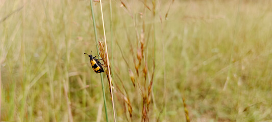 Coccinellidae commonly called as Ladybird or Ladybug in a farm