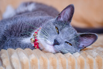 Close-up portrait of a sleepy European gray and white cat. A cute European cat. Portrait of a...