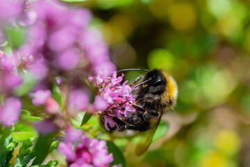 Bumblebee feeding on a lavender flower. Honeybee is collecting nectar and pollen from a lavender flower.