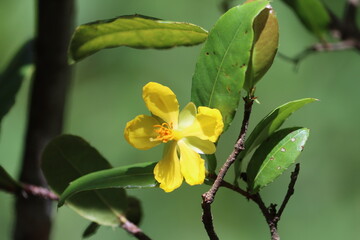 Ochna serrulata commonly known as the small-leaved plane, carnival ochna, bird's eye bush, is an ornamental garden plant in the family Ochnaceae