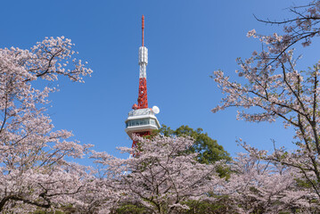 宇都宮タワーと八幡山公園の桜（栃木県宇都宮市、4月撮影）