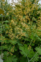Macleaya cordata (plume poppy, tree celandine)
