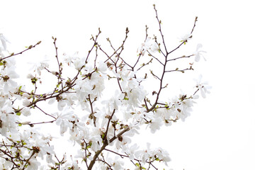 Spring White Flowers