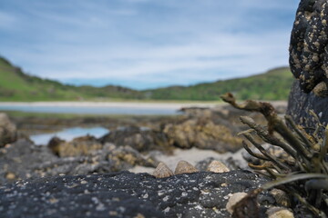 Shells on Calgary Beach on the Isle of Mull