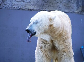 人気者のホツキョクグマ