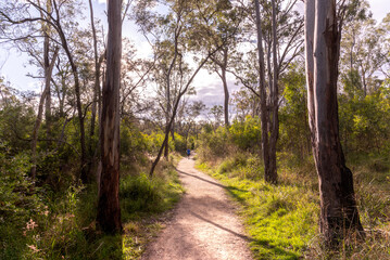 Bush walking trail in native Australia on a sunny, autumn day. 