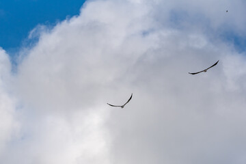Two Grey Goshawk Accipiter Novaehollandiae. Australian wild raptor on blue sky and clouds background.
