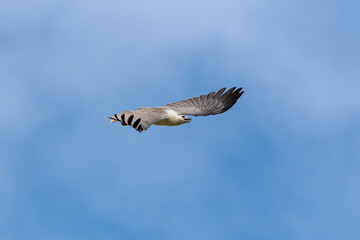 Grey Goshawk Accipiter Novaehollandiae. Australian wild raptor on blue sky background.