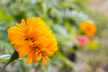 marigold blooming in the garden, blurred green backdrop copy space good to use as a background image.