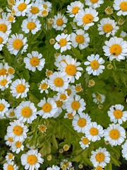 Photo of daisies in the garden in summer