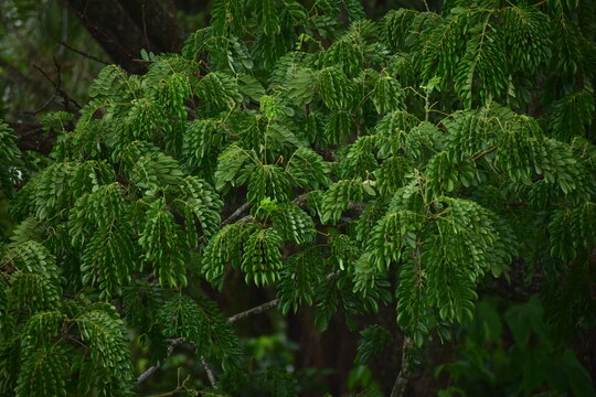 Green Indian Siris tree