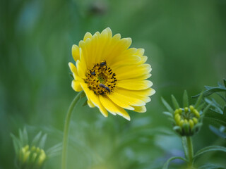 insects fetching nectar from flower