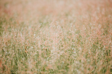 Natal Grass 13