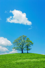 Naklejka na ściany i meble 丘の上の新緑の木と雲