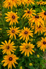 Beautiful flowers of rudbeckia