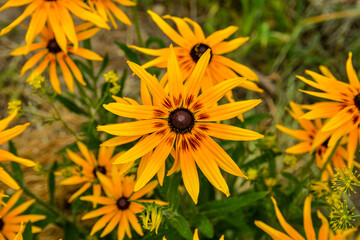 Obraz premium Beautiful flowers of rudbeckia