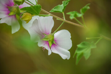 Zebra Mallow . Two blooms on stem . Close up