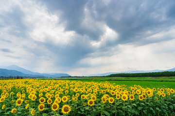 ヒマワリ　徳島県阿波市善入寺島