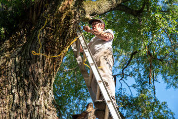 Working man on a ladder against a big tree with a broken dead branch