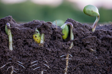 Sprouted soybean shoots in soil with roots. Blurred background.