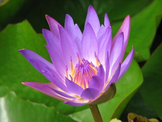 Obraz premium blooming purple lotus flower close-up.