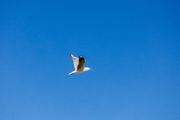 Seagull Deep Blue