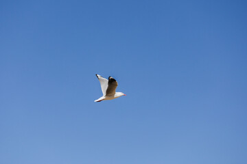 Seagull Blue