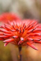 Mitre Aloe . Vertical