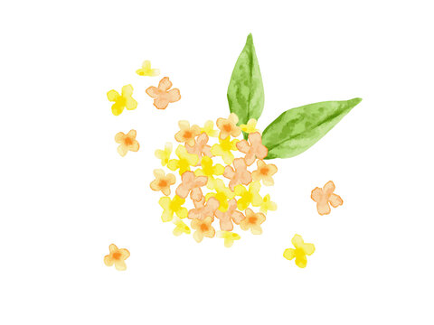 透明水彩で描いた金木犀の花の手描きイラスト素材 Stock Vector