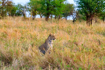 African leopard (Panthera pardus pardus) sitting in grass in Serengeti National park, Tanzania