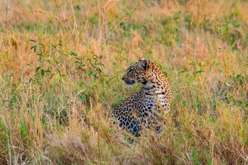 African leopard (Panthera pardus pardus) sitting in grass in Serengeti National park, Tanzania