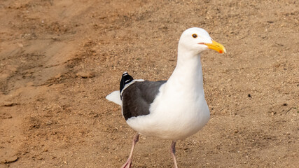 Seagull in the beach